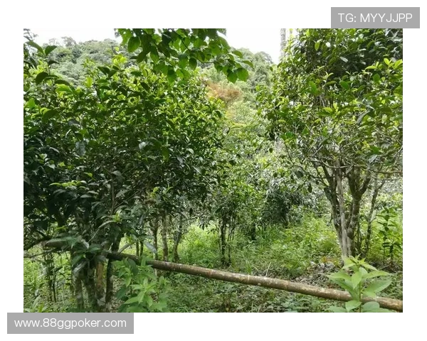 探索澳博软件的功能与优势，提升您的在线娱乐体验